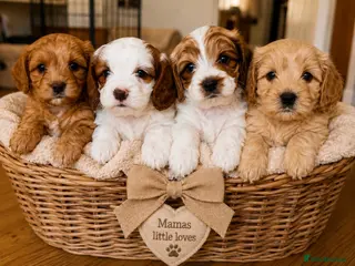 Cavapoo dogs Cavapoo puppies - Advert 1