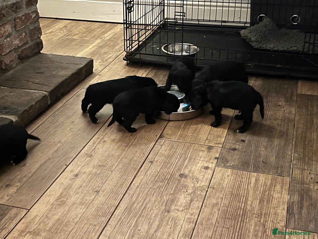 Cocker Spaniel dogs for sale: 6 adorable Cocker Spaniel pups - Image 23
