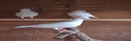 Pigeons birds for sale: 3 Stunning White Pigeons For Sale - Advert 4