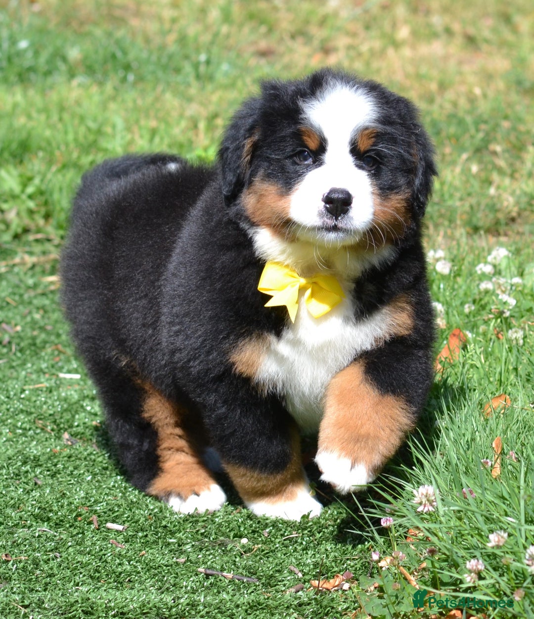 Bernese Mountain Dog dogs for sale: ⭐EXQUISITE IMPORTED LINES KC REGISTERED PUPPIES⭐ - Image 17