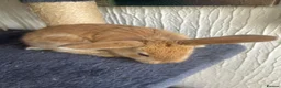 Continental Giant rabbits for sale:  Continental giant babies  - Advert 15