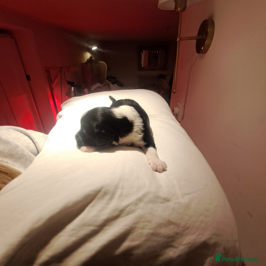 Portuguese Water Dog dogs for sale: Art Nouveau - Image 30