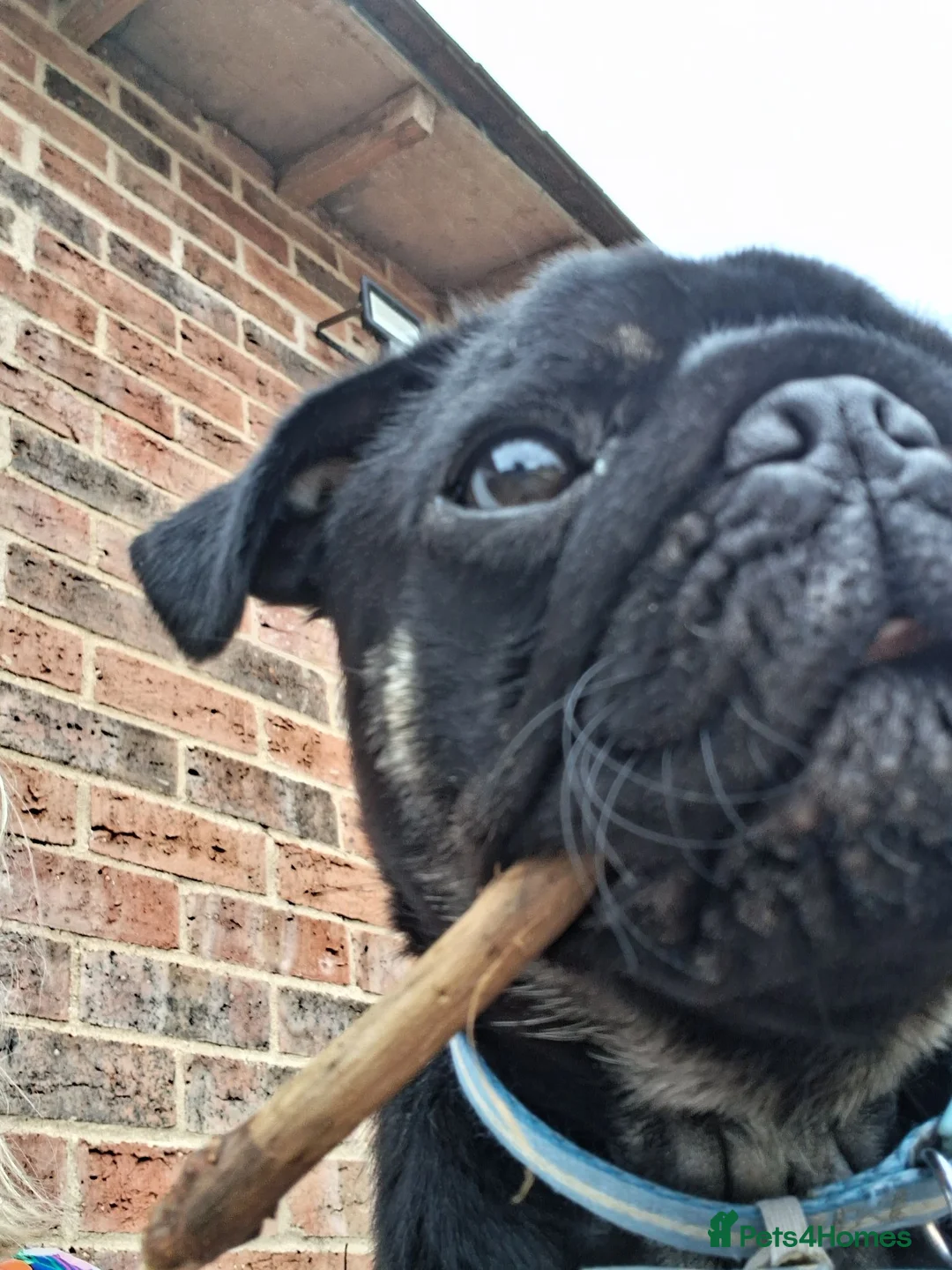 Pug dogs for sale: Male pug for sale in Grantham - Advert 2