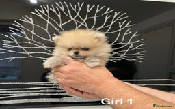 Pomeranian dogs for sale: Mini 500grams Now🔥Teddy Bear Face🧸 - Image 10
