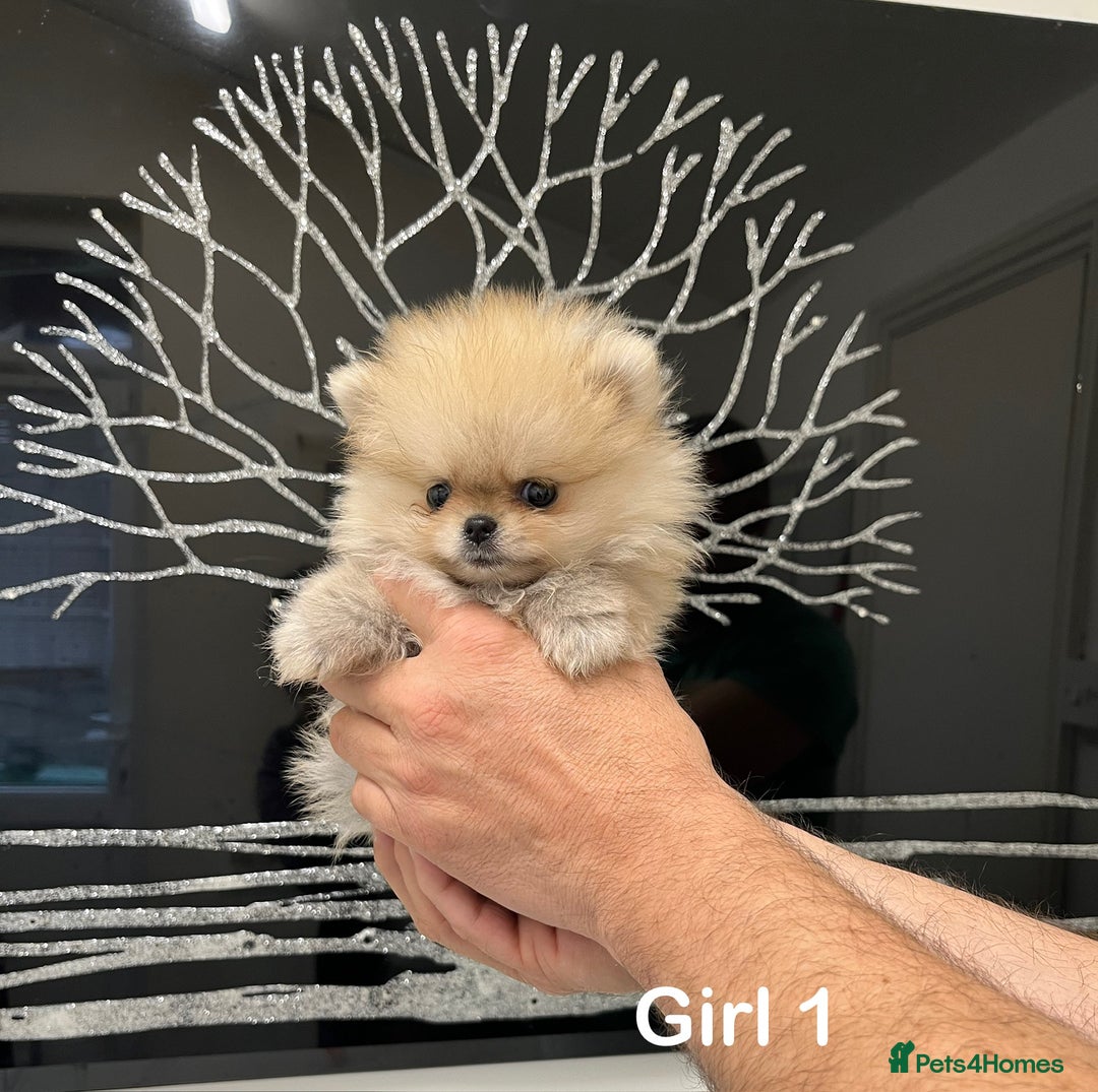 Pomeranian dogs for sale: Mini 500grams Now🔥Teddy Bear Face🧸 - Image 10