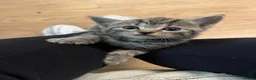 Mixed Breed cats for sale: Tabby Kitten - Advert 5