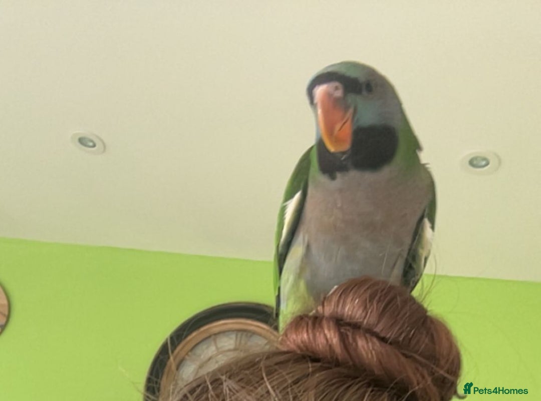 Parakeets birds for sale: Hand reared derbyan - Image 12