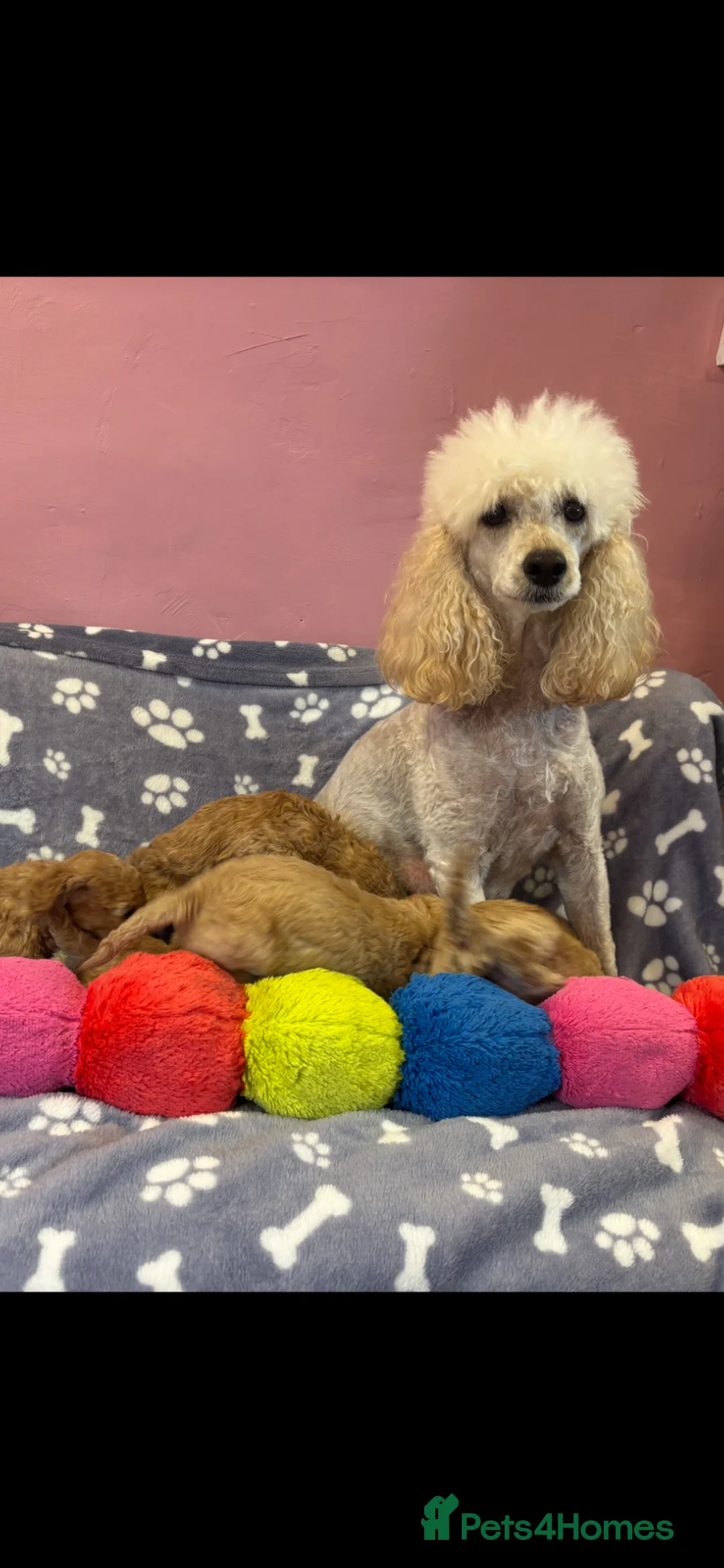 Miniature Poodle dogs for sale: Stunning litter of KC miniature poodles  - Advert 2