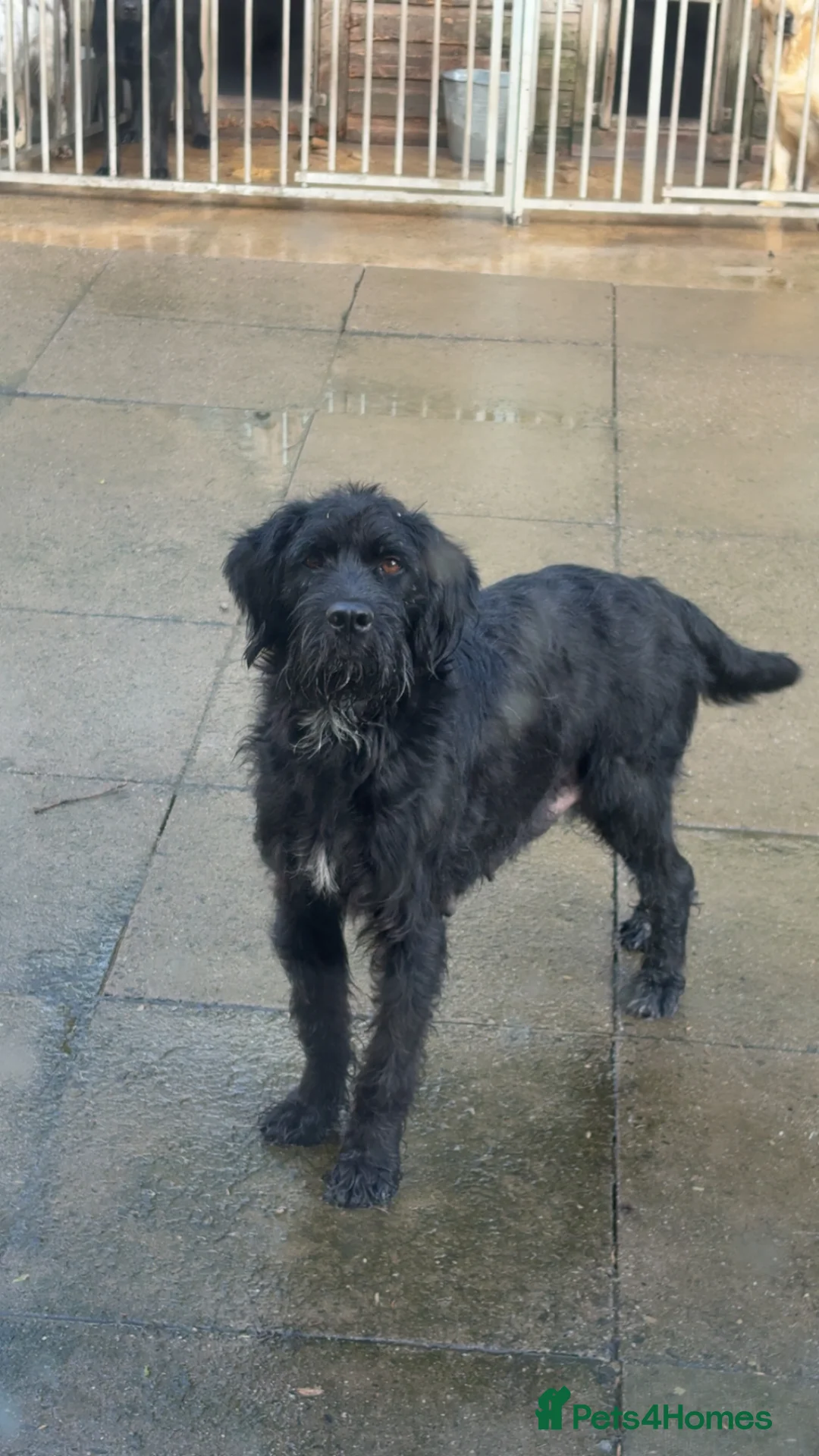 German Wirehaired Pointer dogs for sale: German Wirehaired Pointer Pups in Craven Arms - Advert 1