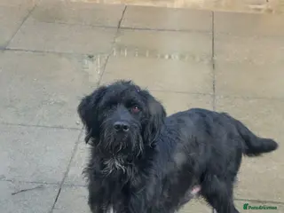 German Wirehaired Pointer dogs German Wirehaired Pointer Pups - Advert 1