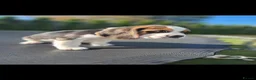 Beagle dogs for sale:  Beagle female puppy fully vaccinated- one left - Advert 14