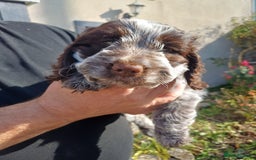Cockapoo dogs for sale: Gorgeous cockapoo puppies F1B - Image 19
