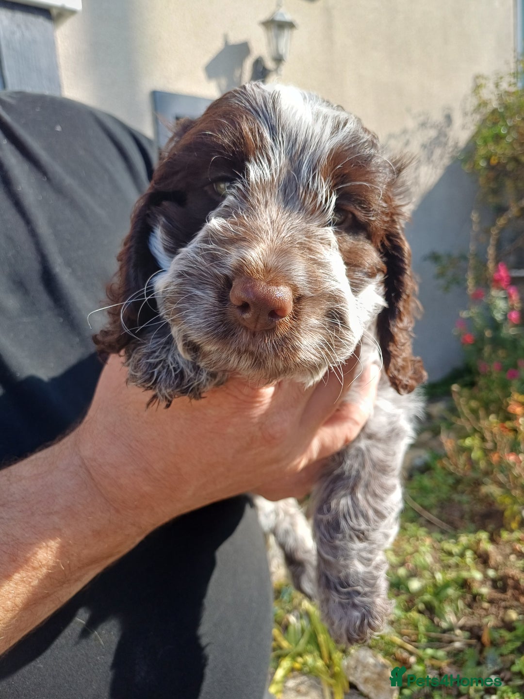 Cockapoo dogs for sale: Gorgeous cockapoo puppies F1B - Image 19