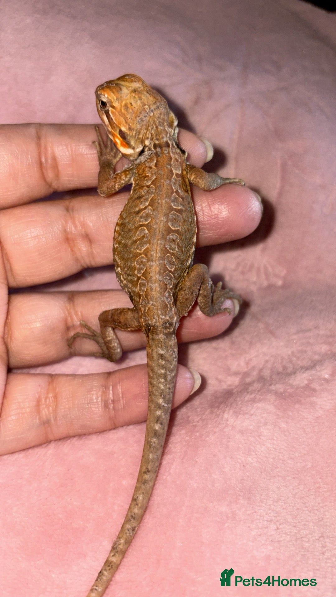 Bearded Dragon reptiles for sale: Bearded dragon babies last girl  - Advert 2