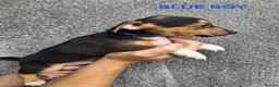 Jack Russell dogs for sale: Jack russells  - Advert 4
