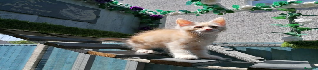 Maine Coon Kitten 1