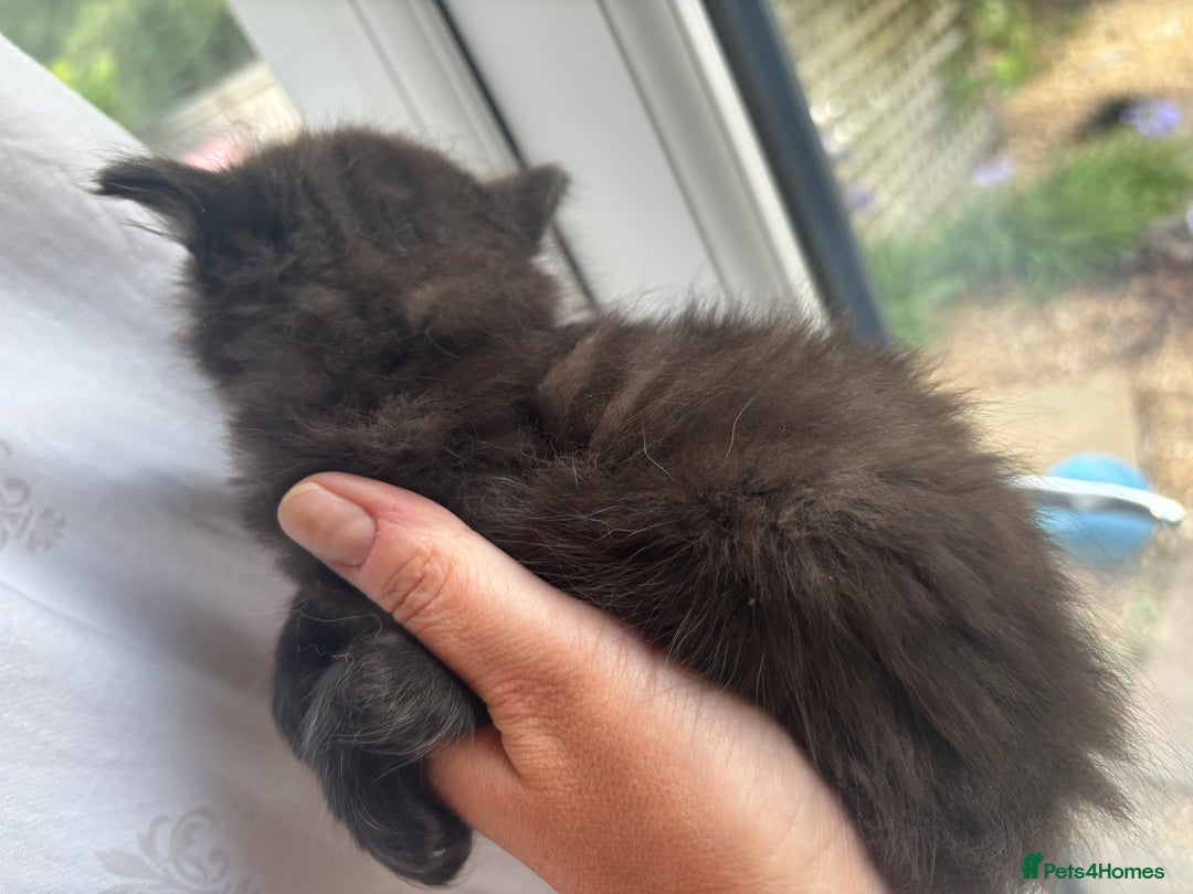 Persian cats for sale: Persian Ragdoll Kittens  - Image 16