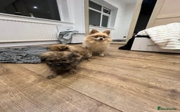 Pomeranian dogs for sale: 3 male pomaranian - Image 6