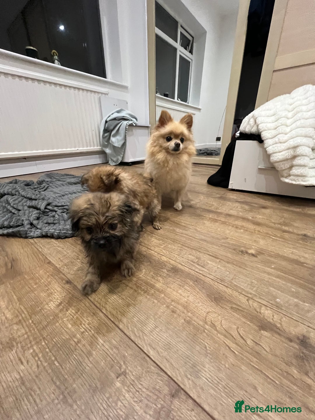 Pomeranian dogs for sale: 3 male pomaranian - Image 6