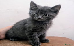 Mixed Breed cats for sale: Ready for Summer Holidays  - Image 3