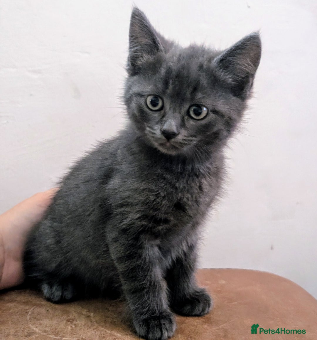 Mixed Breed cats for sale: Ready for Summer Holidays  - Image 3