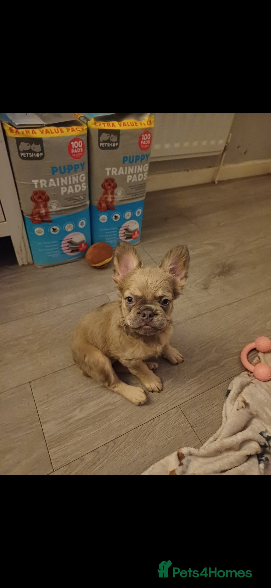 French Bulldog dogs for sale: Quality French Bulldog Puppies – Well Socialised - Advert 3