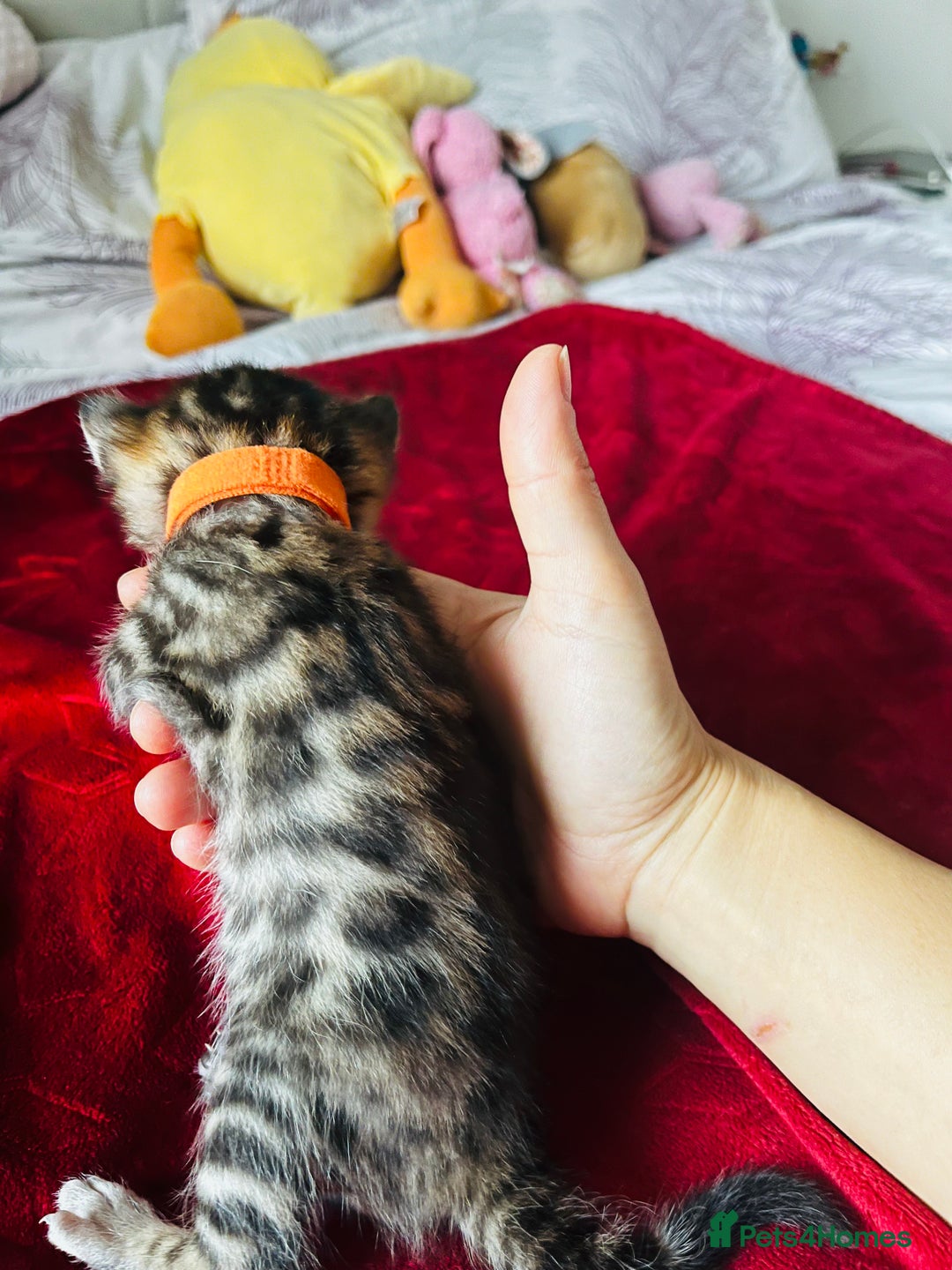 Bengal cats for sale: Beautiful bengal kittens for sale, 2boys available - Advert 15