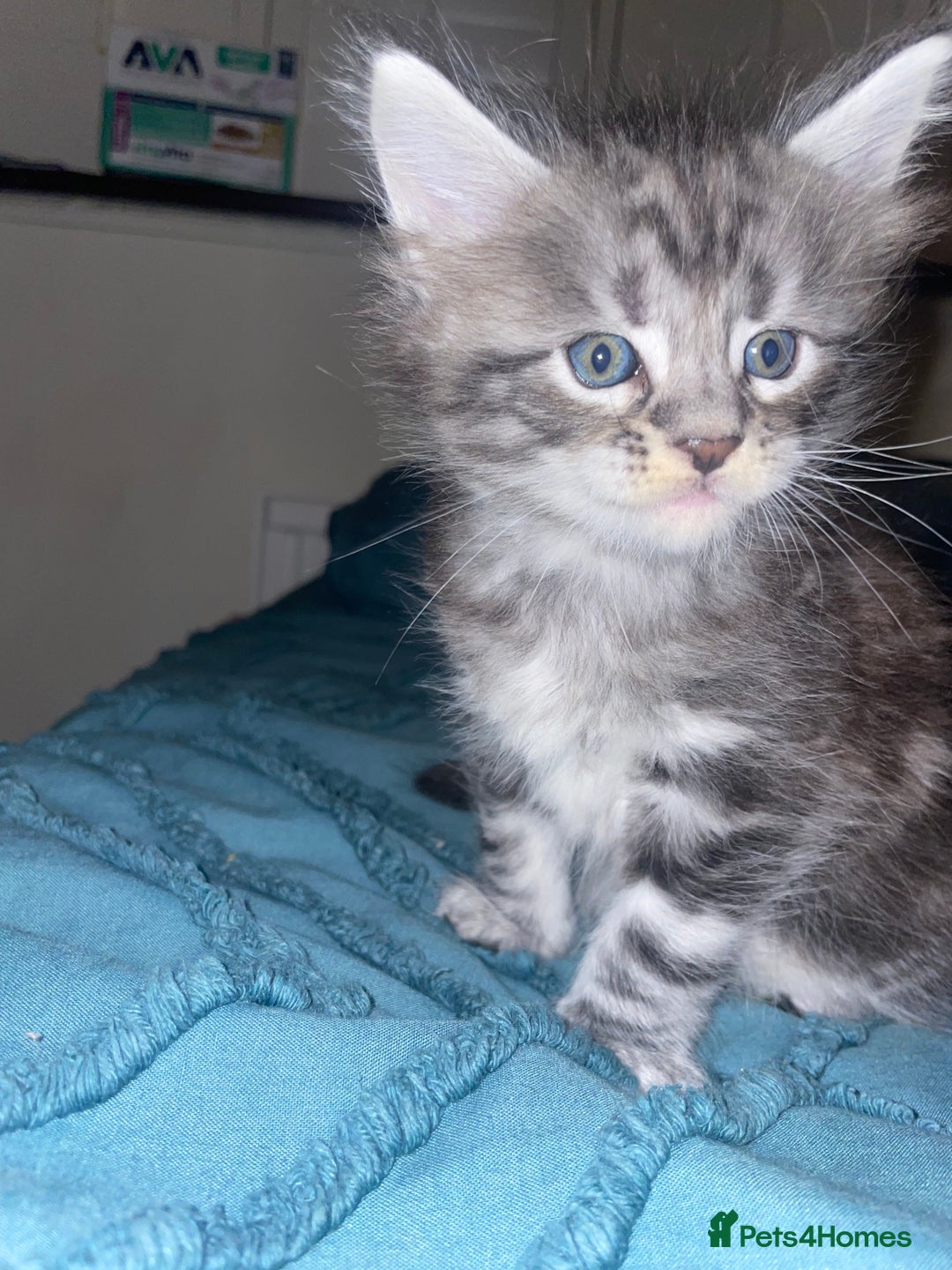 Maine Coon cats for sale: Maine coon kittens  - Advert 2
