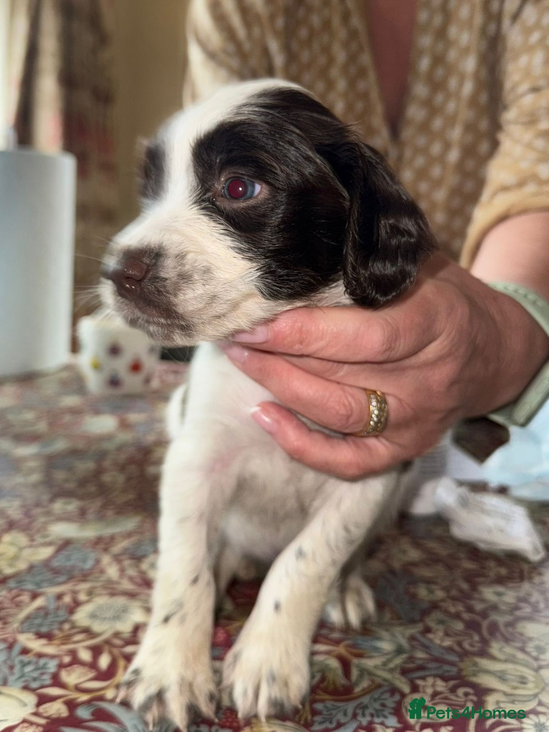 English Springer Spaniel dogs for sale: KC Springer Spaniel puppies 3 x girls available  in Hereford - Image 9