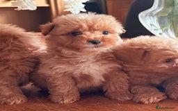 Mixed Breed dogs for sale: STUNNING F1 toy cairn-oodle pups TINY & rare  - Image 26