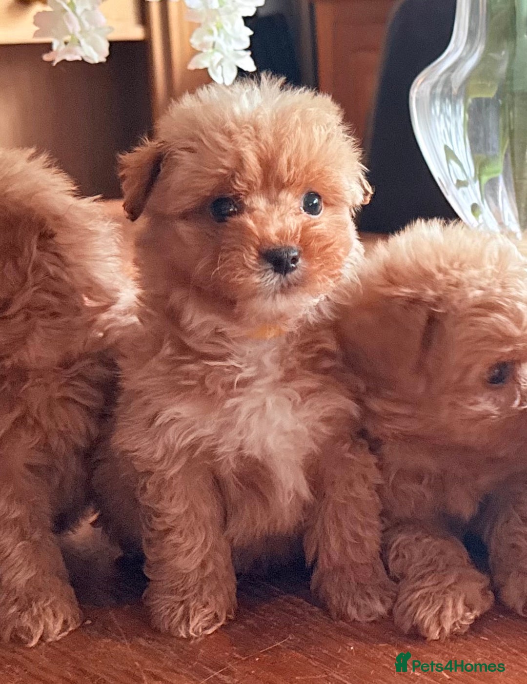 Mixed Breed dogs for sale: STUNNING F1 toy cairn-oodle pups TINY & rare  - Image 26