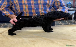 Kerry Blue Terrier dogs for sale: Kerry blue terrier puppies - Image 5