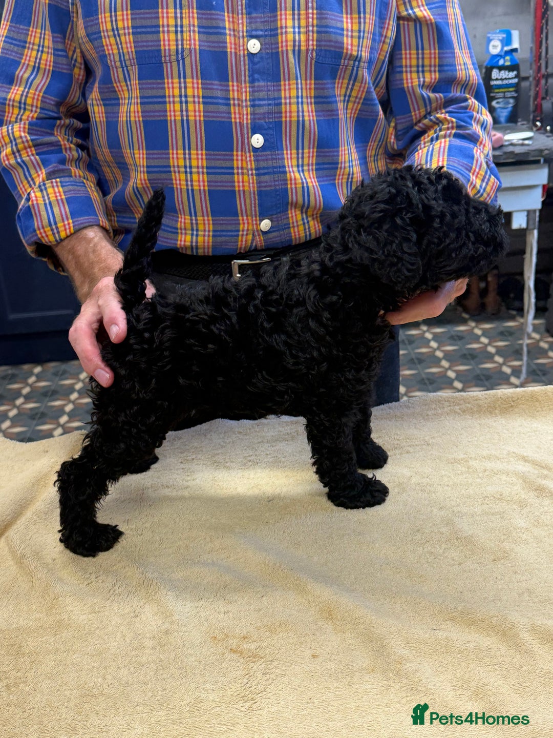 Kerry Blue Terrier dogs for sale: Kerry blue terrier puppies - Image 5