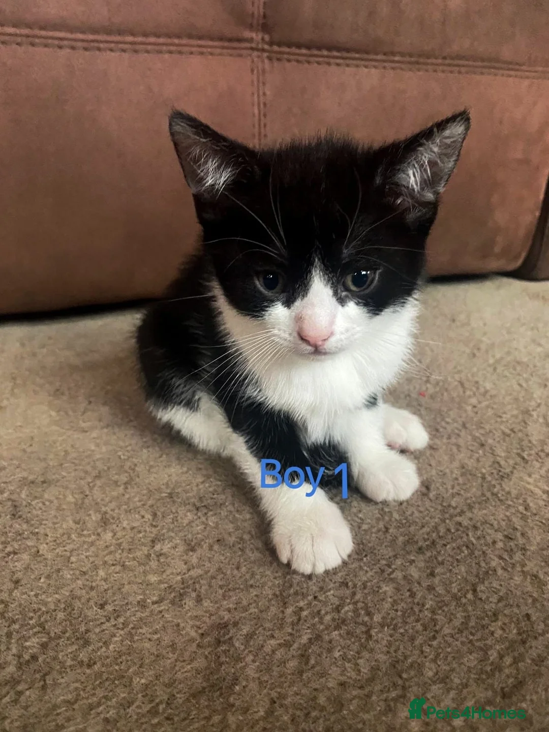 Mixed Breed cats for sale: 💛kittens💛 - Advert 4