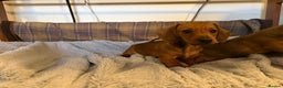 Miniature Dachshund dogs for sale: Miniature smooth hair shaded red boy puppy  - Advert 2