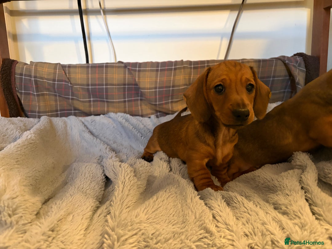 Miniature Dachshund dogs for sale: Miniature smooth hair shaded red boy puppy  - Advert 2
