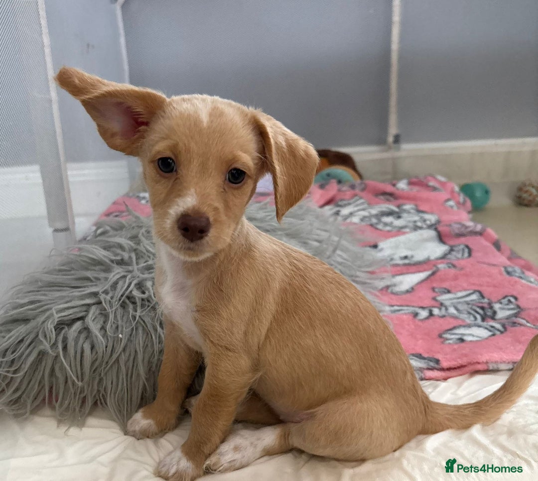 Mixed Breed dogs for sale: Cockapoochi Puppies - Cockapoo Chihuahua hydbrid - Image 29
