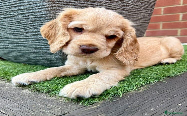 Cocker Spaniel dogs - Advert 3