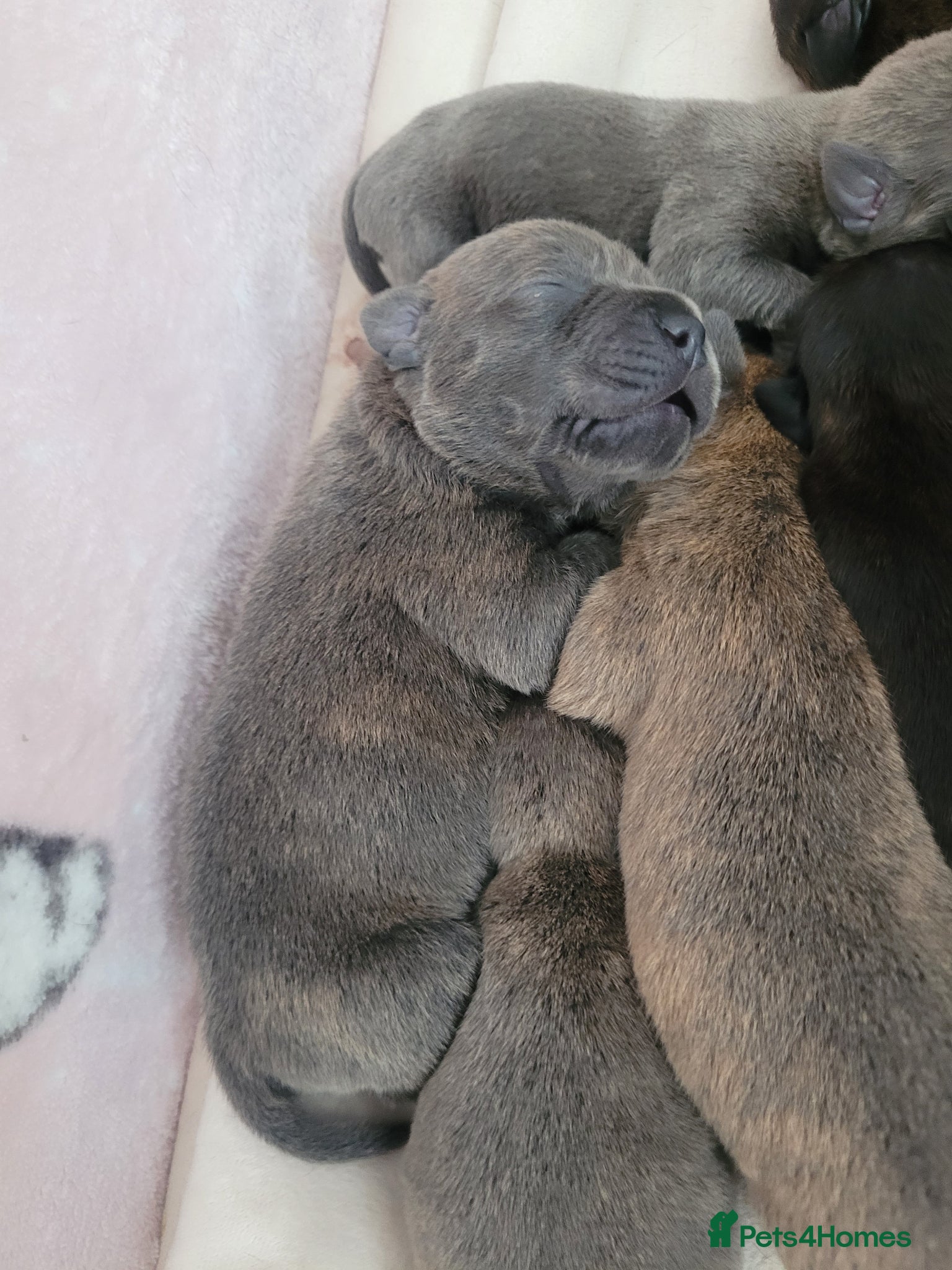 Mixed Breed dogs Staffie cross mastiff - Advert 1