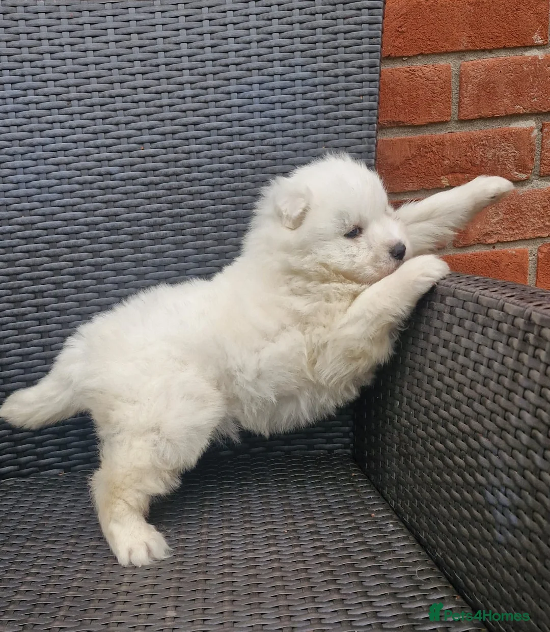 Samoyed dogs for sale: A beautiful little Samoyed girl for sale in Ashbourne - Advert 23