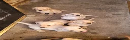 Labrador Retriever dogs for sale: Labrador puppies - Advert 7