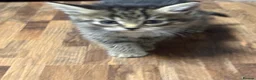 Mixed Breed cats for sale: 4 beautiful medium haired kittens.  - Advert 7