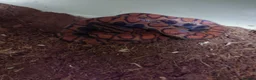 Boa Snake reptiles for sale: Female Brazilian Rainbow Boa - Advert 5