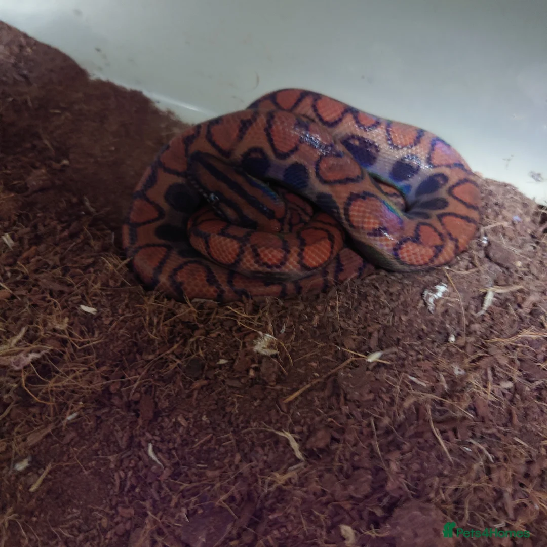 Boa Snake reptiles for sale: Female Brazilian Rainbow Boa - Advert 5