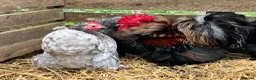 Chickens poultry for sale: Pekin bantams, chicks, growers, hens, hatching egg - Advert 3