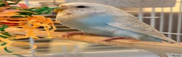Budgerigars birds for sale: 4 month old baby blue budgie in london in London - Advert 2