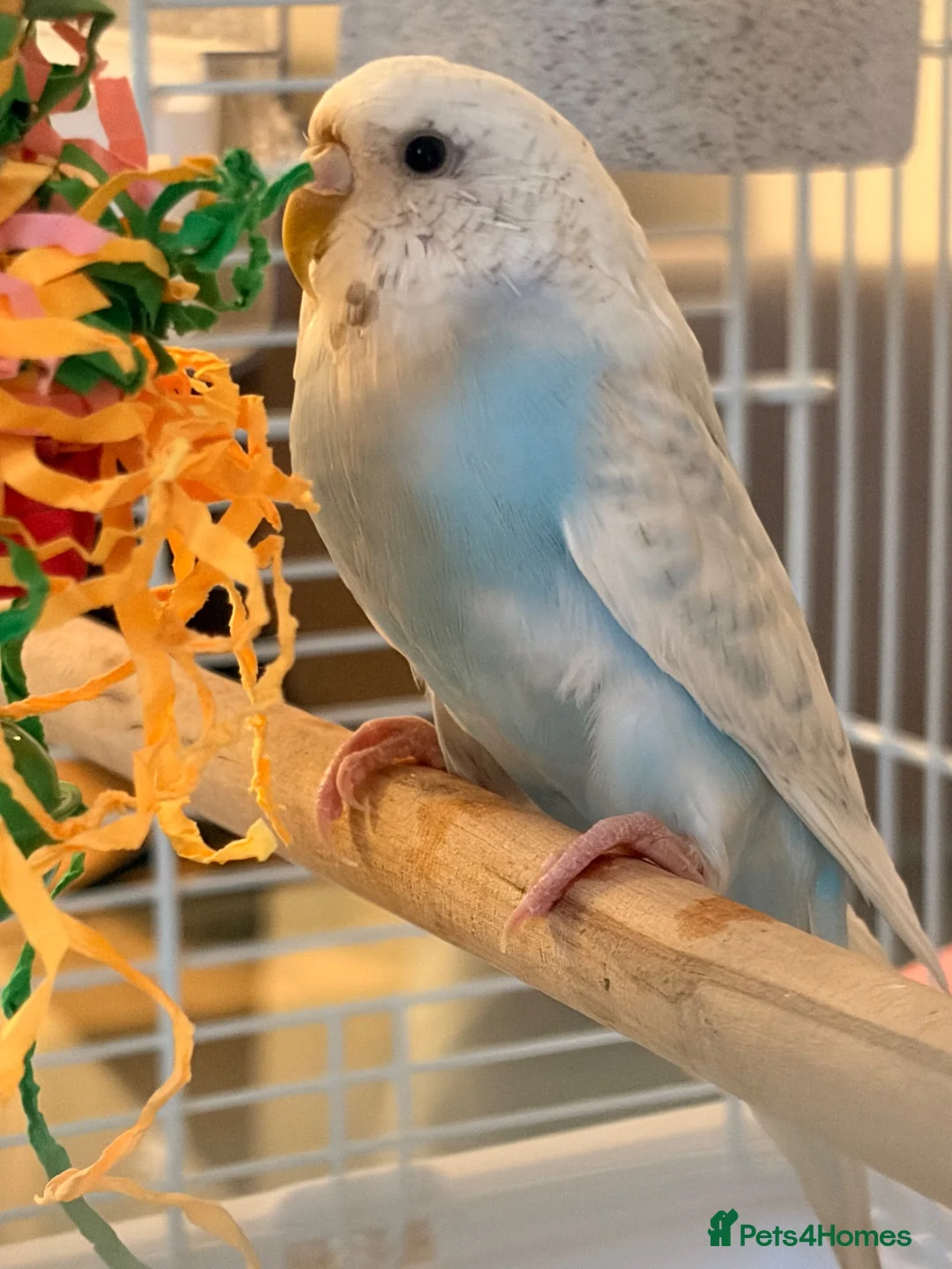 Budgerigars birds for sale: 4 month old baby blue budgie in london in London - Advert 2