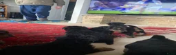 Welsh Terrier dogs for sale: Stunning litter of Welsh terrier puppies  - Advert 7