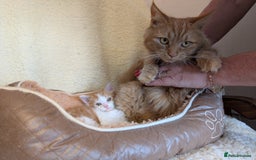 Maine Coon cats for sale: Maine-coon Mix for sale 😼 - Image 12