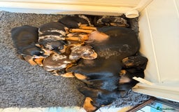 Miniature Dachshund dogs for sale: KC Reg, short haired miniature daschund puppies - Image 2